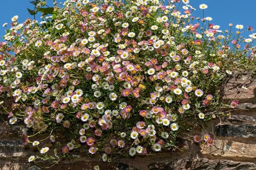 Flower - Erigeron Karvinskianus Profusion - 100 Seeds