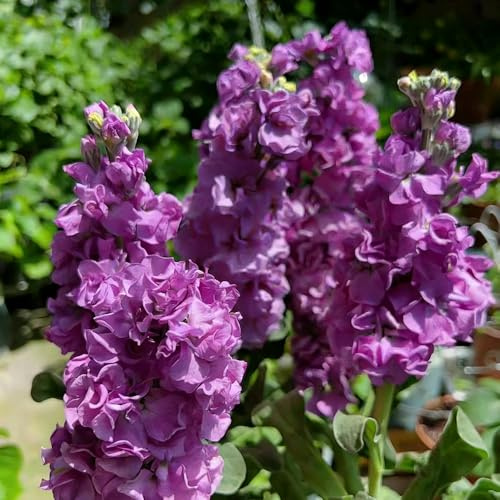 levkojen pflanzensamen pflanzendeko zimmerpflanzen blumensamen mehrjährig winterhart balkon garten kräutergarten bonsai usambaraveilchen 100samen