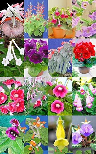 150 Samen Farbe Sinningia Mix Seltene Usambaraveilchen Duftende Garten-Blumensamen