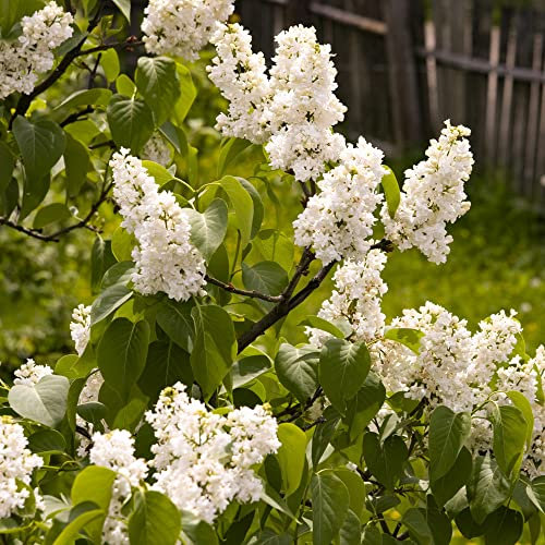 YouGarden Lilac 'Miss Ellen Willmott', Established Plant in 9cm Pot, Ready to Plant