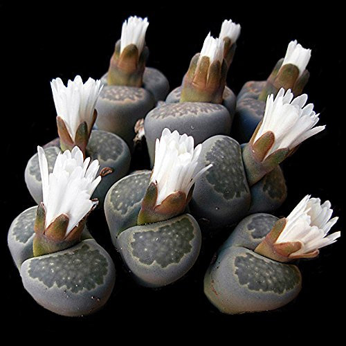 Lithops salicola - Sunnyplants, Lithops rares, Plantes Lithops, Plantes succulentes, Plantes Lithops salicola, Pierres vivantes, Lithops
