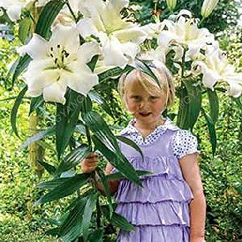 Promotion!! 100 pc/Giant Bag Lily Cheap Lily Seeds of Flower Barbados Lily Seed in Bonsai vase Balcony Yellow Transport Flower: Only Seeds