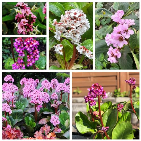 semi di Bergenia, giardino roccioso Bergenie da esterno, resistente al freddo selvatici, varietà antiche 500pcs