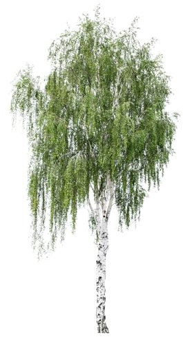 Silver Birch Tree, Betula Pendulus 'Alba', 1 x Tall Plant in a 10 Litre Pot, 1.4m-1.6m Height, Large Tree, Garden Ready and Ready to Plant, Premium Quality Trees