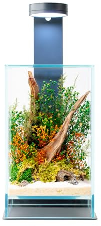 WabiFlur Terrario Stabilizzato Sparoza in Vetro Extrachiaro, Completo di luce e supporto, Fiori Stabilizzati Arredo Naturale Elegante Senza Manutenzione per Casa, Ufficio e Idee Regalo Green