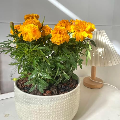 Semi di calendula biologici - esotiche giardino, resistenti in vaso per esterni vecchie varietà 900pcs