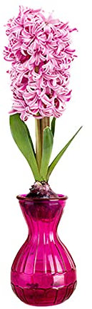 1 x Hyacinth in Glass Gift Kit – Spring Flowering Bulb – Fills Air with Sweet Perfume – Perennial – for Your Beautiful Home (1 x Pink Pearl)