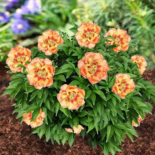 Pivoine à Planter Itoh Orange Passion - 1 Racine - Plante Vivace Extérieur - Grande Pivoine Hybride Rustique - Naturelle Plante de Hollande - Pour Jardin et Pot (pas de graines, non artificielle)