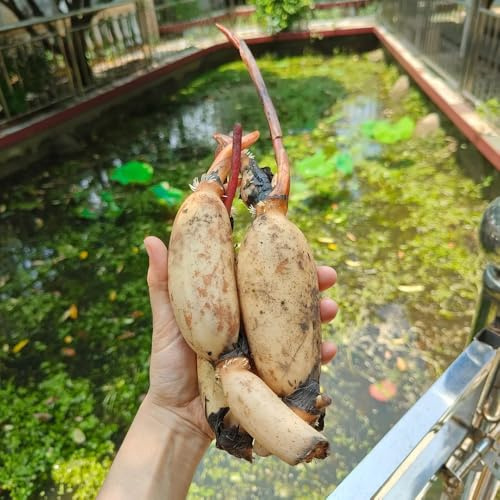 semillas de raíz de loto exóticas resistentes variedades antiguas jardín perennes para 1pcs