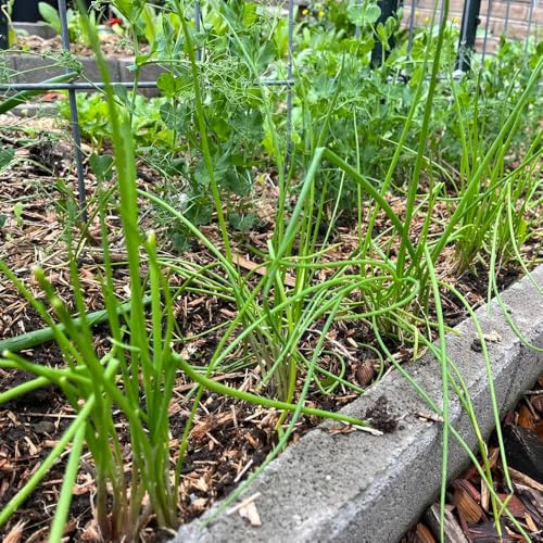 semillas de cebollino, resistentes de cebollino perenne cocina de jardín, jardín, 600pcs