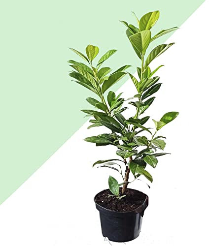 2 Cereza Laurel Novita Prunus Laurocerasus Novita Evergreen Outdoor en maceta de 17 cm