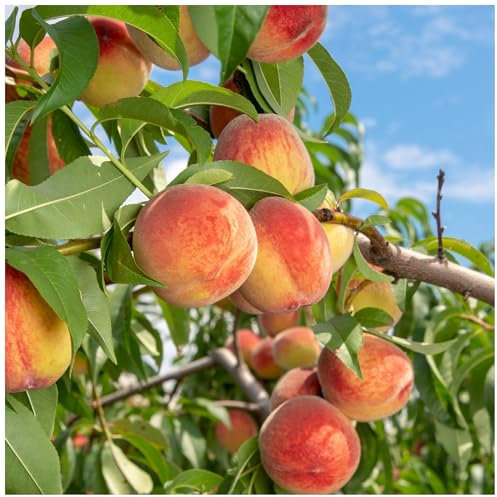 Peach Tree 'Melred', 3-4ft, in 5L Pot, Self-Fertile & Heavy Cropping 3fatpigs®