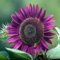 100pcs Semillas De Girasol, Semillas De Girasol Púrpura, Semillas De Flores Populares, Plantas De Jardín Ideal, Girasoles Adecuado Para Jardín y Balcón