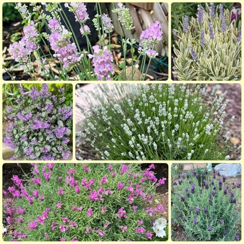 semi di lavanda, decorazione del giardino di campo per la decorazione floreale esterna Lavandula angustifolia semi di campo 100pcs