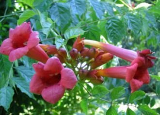 Campsis radicans 'Radicans' 60–100 cm, 2 Triebe – Winterhart, Mehrjährig, Pflegeleicht – Trompetenblume – Kletterpflanze für Pergola & Rankhilfe