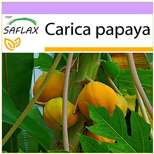 SAFLAX - Papaya - 30 semillas - Carica papaya
