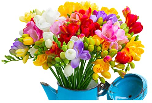 10x Freesia Double Mix Summer Flowering Bulbs Colourful Garden Plant Corms Wedding Fragrant Cut Flowers Size 6/7