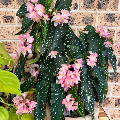 begoniensamen - winterhart mehrjährig garten, balkon 500pcs