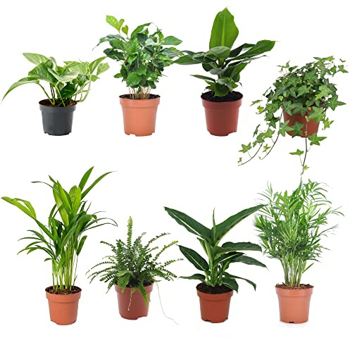 DECOALIVE Pack de 8 Plantas de Interior con Hojas Verdes II: Potho, Planta del Café, Bananera, Hiedra, Areca, Helecho, Dieffenbachia y Palmera de Salón