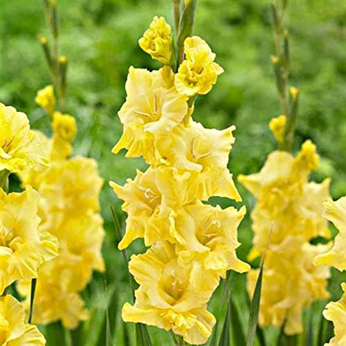 schone Gladiolus Large Flowering – Long-Lasting Cut-Flowers – Perennial – Summer Flowering Bulbs – for Your Beautiful Garden (10 x Gladiolus Large Flowering Banana Ice), White,Yellow