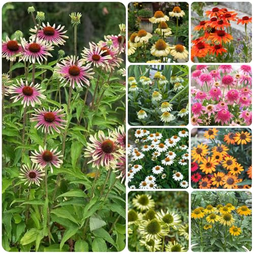 Semi biologici di echinacea, balcone esotiche Perenni resistenti esterno 120pcs