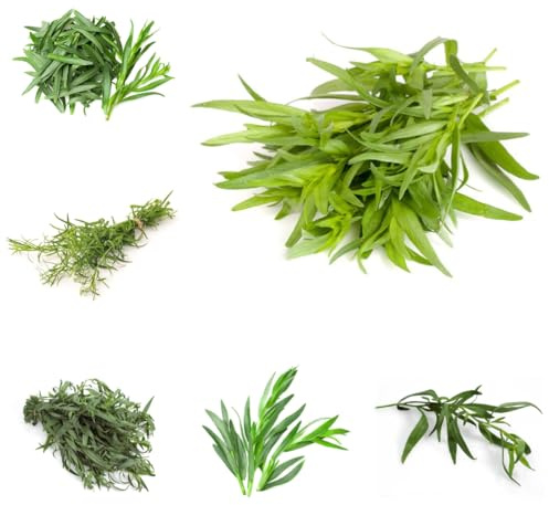 semi di dragoncello biologici - resistenti copertura del terreno rare, biologici, cucina con orto 130pcs