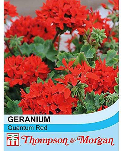 Geranium 'Quantum Red' Pelargonium Stellar Half-Hardy Perennial Flowers Summer Autumn Flowering Garden Plants Grow Your Own 1 x Seed Packet (5 Seeds) Geranium 'Quantum Red' by Thompson and Morgan