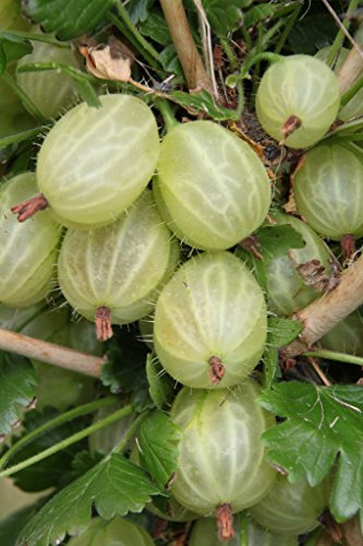 Stachelbeere Invicta, Busch im 4 Liter Topf, Höhe 50 - 80 cm