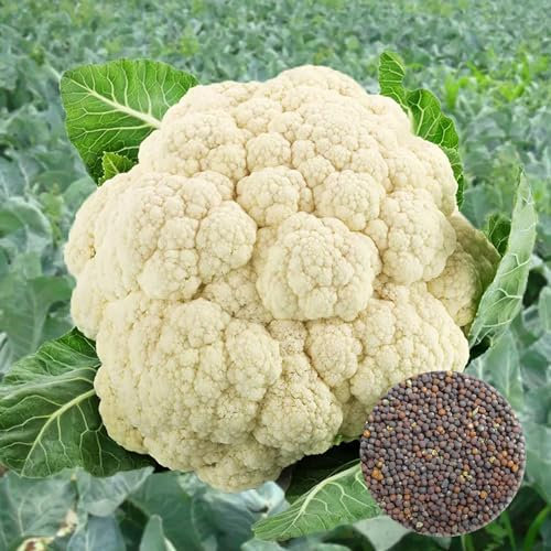 kiskick Blumenkohlsamen, 100 Stück Blumenkohlsamen, nahrhaft, einfach zu handhaben, Starke Regenerationsfähigkeit, Gute Keimrate, Vitamin C, Pflanzung von gentechnikfreien Hinterhof-Gemüsesamen, G