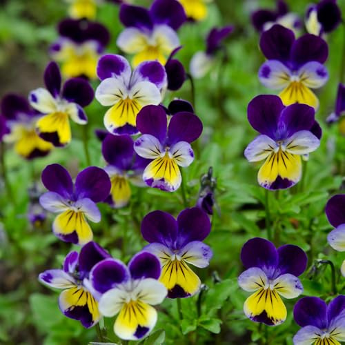 Semillas de pensamiento - resistentes al exterior viola tricolor - semillas de variedades antiguas para lugares soleados regalos sostenibles 600pcs
