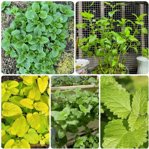 semillas de melisa orgánicas - melisa resistentes para el jardín para camas elevadas, para lugares soleados 600pcs
