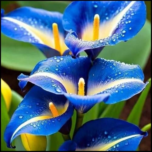 Bulbi di calla/misti/bulbi di calla selezionati/tolleranti al freddo e alla siccità/adatti per la decorazione di giardini e balconi【NVNJHJN】-4 bulbi-E
