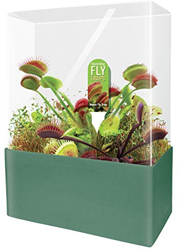 Unique Gardener Grow Your Own Venus Fly Trap, Complete Adults Square Terrarium Starter Kit to Plant Fascinating Man Eating Fly Traps, Includes All Supplies for Indoor Flytrap Terrariums