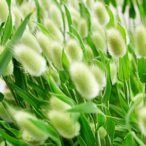 150 pcs hasenschwanzgras samen - Lagurus ovatus - ziergräser winterhart, stauden winterhart mehrjährig winterharte pflanzen für balkon, hochbeet samen exotische pflanzen, garten hochbeet