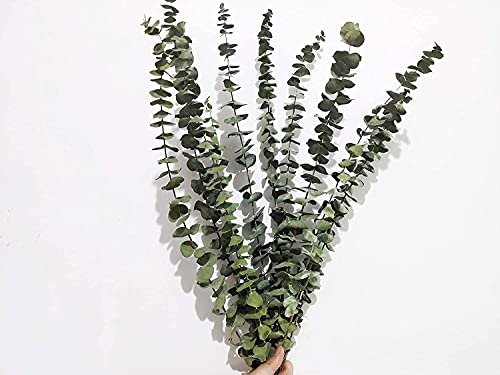 10 Stück Eukalyptus Getrocknet Pflanze,45cm Natürlich Trockenblumen Blumenstrauss Eukalyptus Zweig Echt Eukalyptus Blätter Deko für Hochzeits, Frühlings, Wohnzimmer, Schlafzimmer, Badezimmer