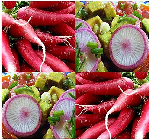 200 graines - graines CHINE ROSE Radis