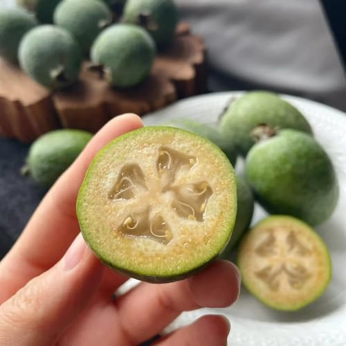 Semillas de feijoa, columnar Acca sellowiana, jardín rocas fresca variedades antiguas enanos resistentes arbustos rápido crecimiento 15pcs