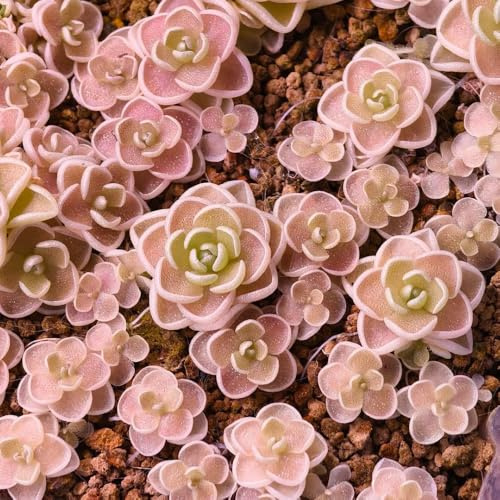 Fettkraut, Pinguicula vulgaris, zimmerpflanzen Fleischfressende, balkon gartenpflanzen winterhart bio 250Samen