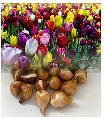 GARTHWAITE NURSERIES® : - UK Stockist. 50 Mixed Triumph Tulip Bulbs Tall Spring Flowering Hardy Garden Perennial