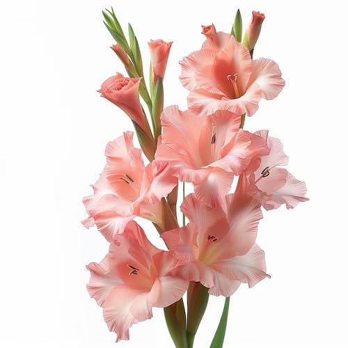 90 graines de fleurs de glaïeul