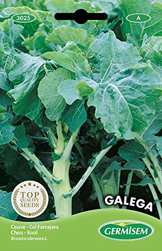Germisem graines Chou GALEGA