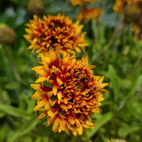 kokardenblume, balkon topfpflanzen draußen winterhart schnittblumen gartendeko für draußen, blumenteppich winterharte deko balkon 1000samen
