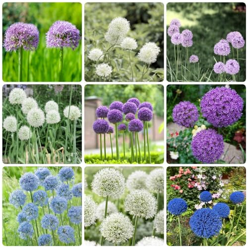 22 pcs allium zwiebeln kaufen bienenfreund seltene pflanzen zierlauch - riesenlauch - blumenzwiebel geschenke für gartenblumen blumen balkon gartenpflanzen winterhart
