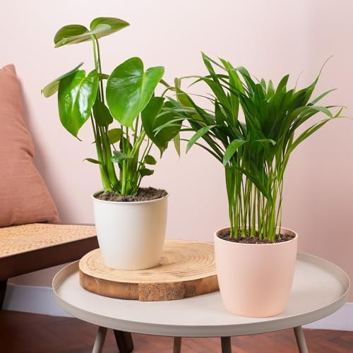 2 x Indoor House Plant Bundle - Pair of Monstera Deliciosa and Areca Palm Natural Plants - Plant Mix Featuring Swiss Cheese Split-Leaf Philodendron and Butterfly Palm Large Real Indoor Plants