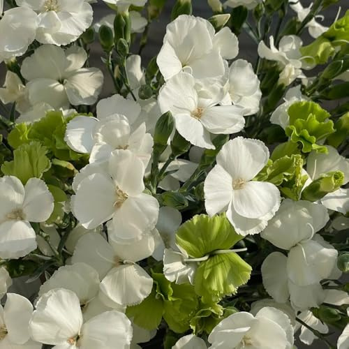 Semi di garofano, semi di da appartamento di garofano selvatico, semi di regali sostenibili serre da balcone perenni 100pcs