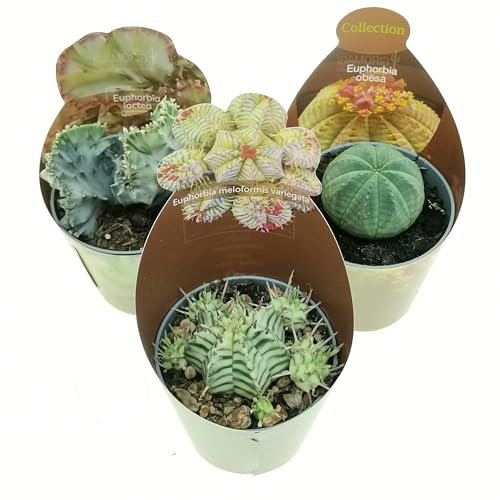Set di 3 piante grasse vere da collezione in vasi diam. 6,5 cm - Euphorbia