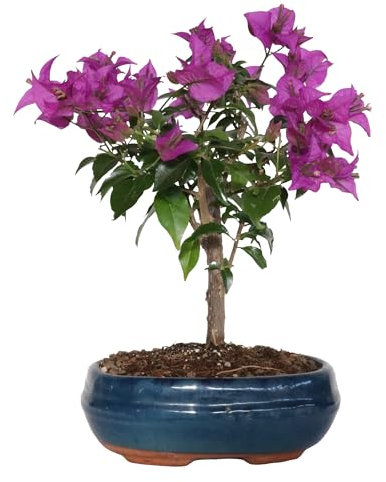 KENTIS - Bonsai Bougainvillea Glabra Sanderiana - Bouganville Piante Vere da Esterno Fiorite - Giardino Balcone Terrazzo - H 30-40 cm Vaso 19 cm