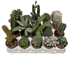piante grasse vere mix cactus e succulente, COMUNI E NON COMUNI,placca da 20 piantine diametro 5 MONDONATURA SRL