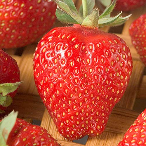 Nuovo Semi 2015 giganti fragola semi dolce fragola quattro stagioni, Rare, fragrante, dolce e succosa - 200 semi / Lot, # JQMML6