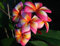 Plumeria Rubra Mischfarben Blumen Bunte Frangipani 5 Samen